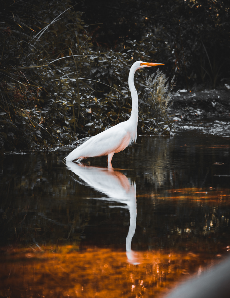 White heron with orange beak standing in a pond, reflected in the water