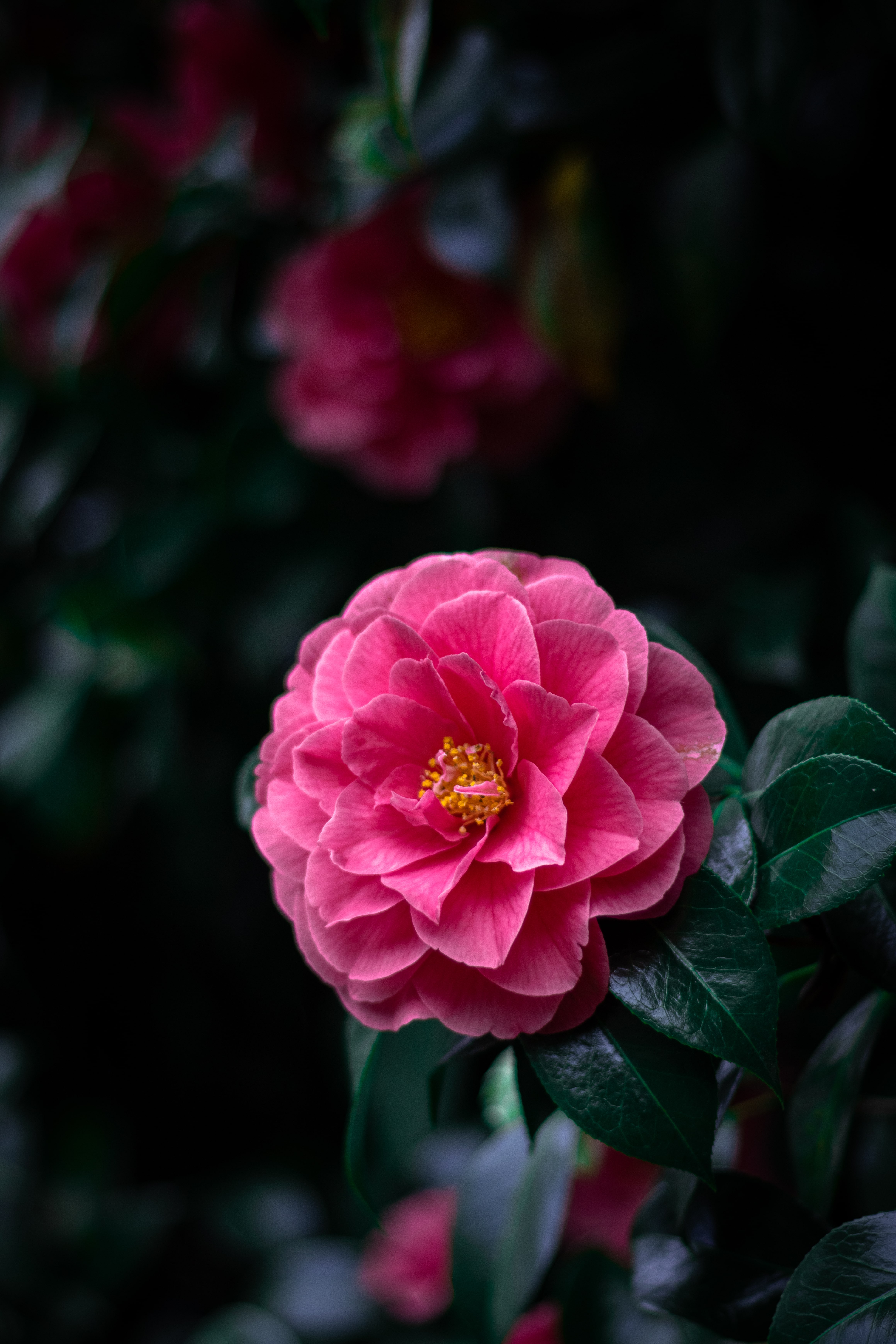 Close-up photo of pink flower
