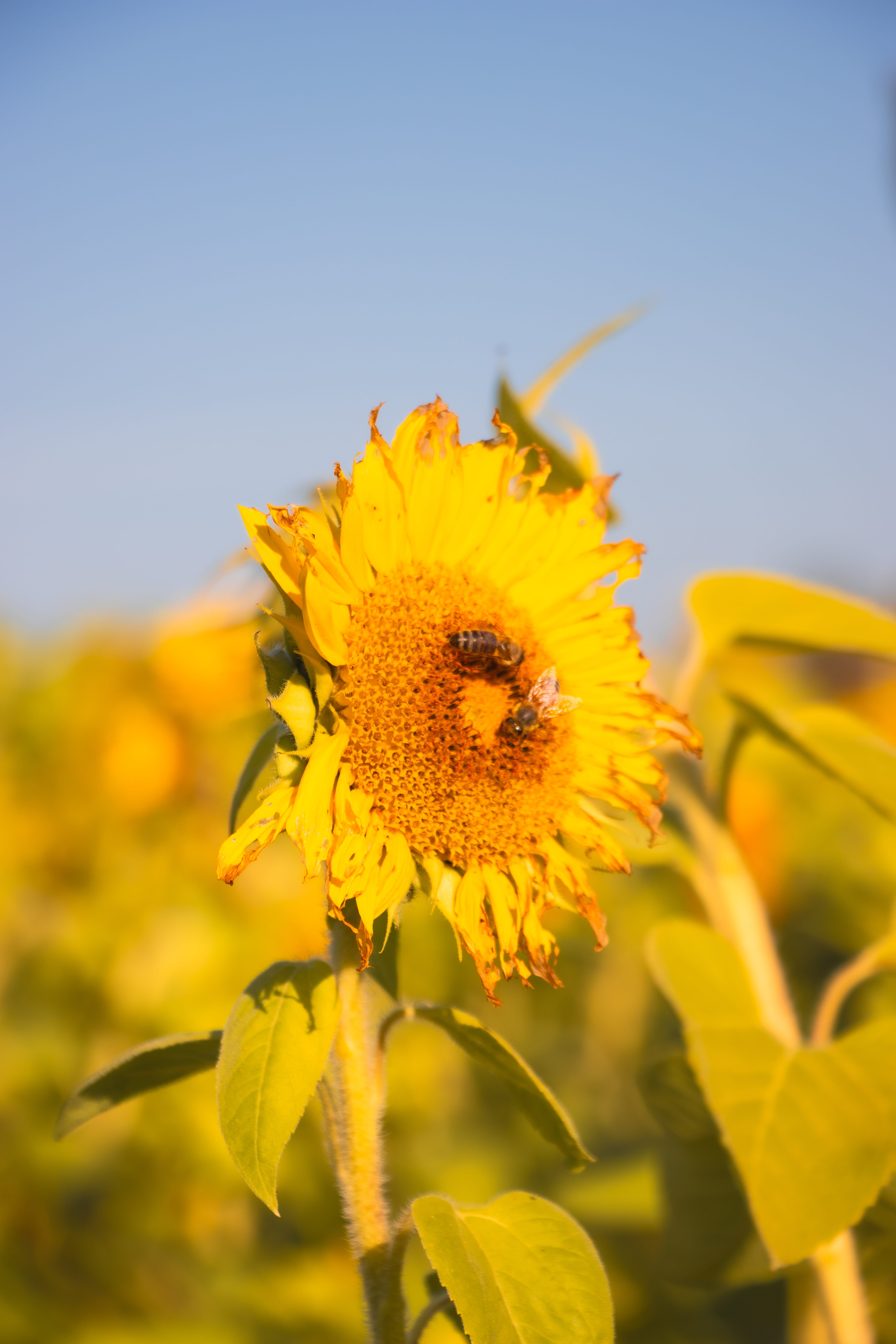 Close-up photo of a sunflower